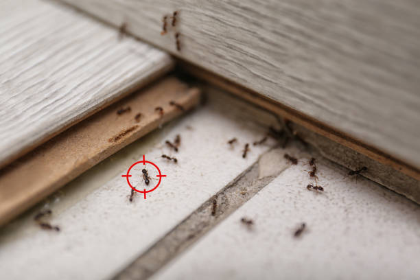 Best Pest Inspection Near Me  in Fairmount, IN