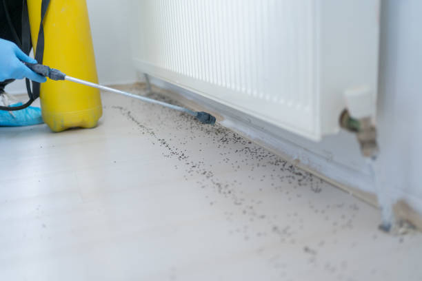 Best Rat Extermination Near Me  in Fairmount, IN
